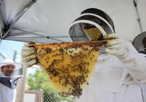 A person in full beekeeping protective gear holds up a fresh comb of honey.
