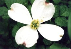 Close up image of white dogwood blossom: four white petals surrounding a yellow center.