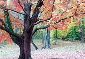 A photo of one of Bernheim Forest's beautiful red maples displaying its fall colors. 