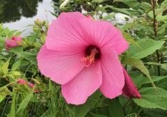 A bright pink flower in full bloom along the edge of a pond with lush green around it.