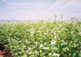 A cover crop of buckwheat, green leaves with white petals shown on a sunny day.